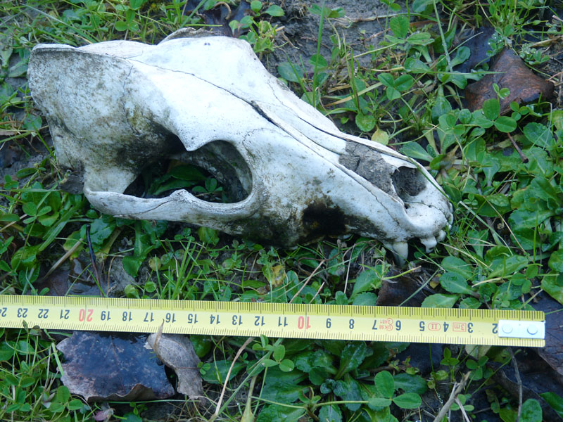 cranio di canide